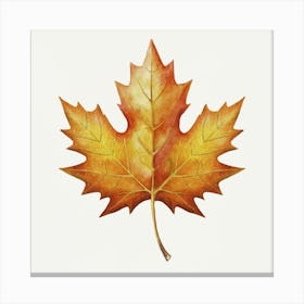 Maple Leaf 1 Canvas Print