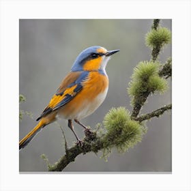 Blue Tanager Canvas Print
