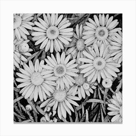 Daisies Canvas Print