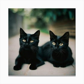 Black cats Canvas Print