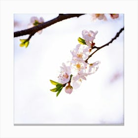 Cherry Blossoms 25 Canvas Print