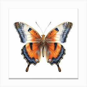 Butterfly 25 Canvas Print