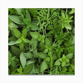 Fresh Herbs 1 Canvas Print