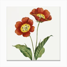 Flax3 Floral Botanical Vintage Poster Flower Art(2) Canvas Print