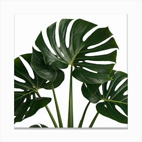 Full Green Plant (4) Canvas Print