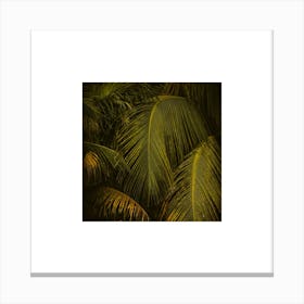 Palm Leaves at golden hour small square Canvas Print