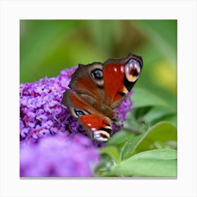 Butterfly Bush Canvas Print