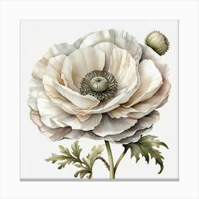 Large white poppy flower 4 Canvas Print