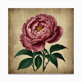 Default Peony 2 Floral Botanical Vintage Poster Flower Canvas 3 Canvas Print