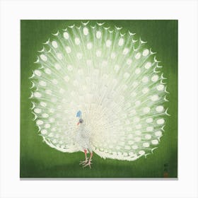 Peacock 3 Canvas Print