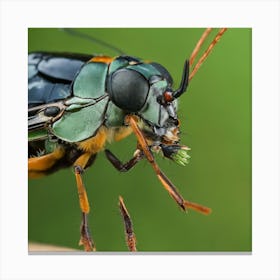 Cockroach 1 Canvas Print