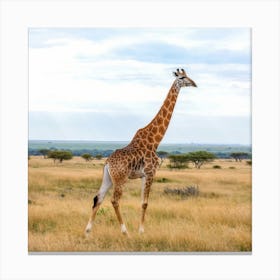 Giraffe In The Wild Canvas Print