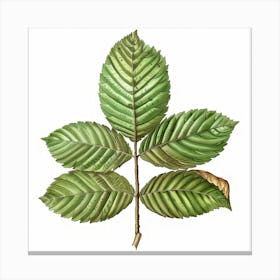 Sassafras Leaf Canvas Print