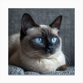 Siamese Cat Canvas Print