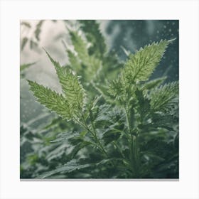 Cannabis Plant Canvas Print