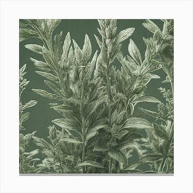 Sage background Canvas Print