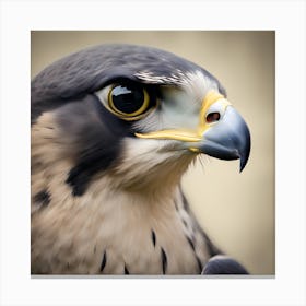 Falcon Portrait Canvas Print