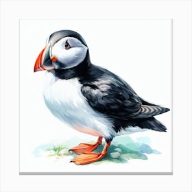 Bird Puffin 1 Canvas Print