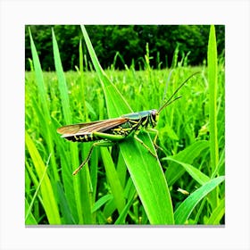 Grasshoppers Insects Jumping Green Legs Antennae Hopper Chirping Herbivores Garden Fields (11) Canvas Print