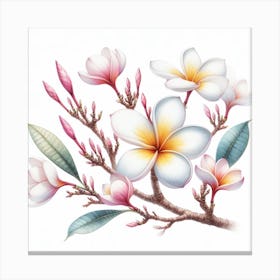 Plumeria 3 Canvas Print