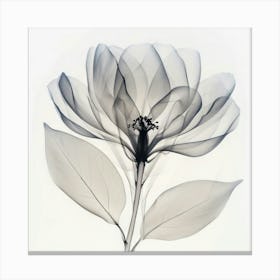 Floral Art 0007 Floral 0006 Botanical Assets 0004 Bp6586 Minimalist Soft Bright X Ray Scandinavian Minimalist 37aad850 Canvas Print