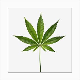 Marijuana Leaf Isolated On Black Background 2 Canvas Print