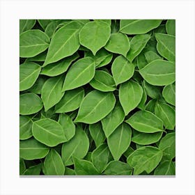 Green Leafs As Background (5) Canvas Print