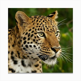 Leopard Photo Canvas Print