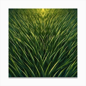 Grass Field At Sunset Canvas Print