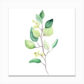 Eucalyptus Branch Canvas Print