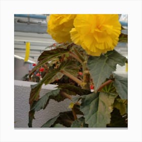 Yellow Flowers Canvas Print