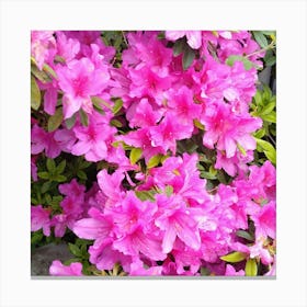 Pink Azaleas 45 Canvas Print