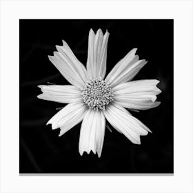 Free From The Shadows Black And White Square Canvas Print