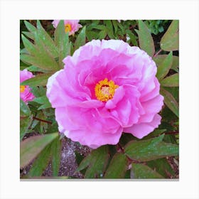 Pink Peony in Japan 2 Canvas Print