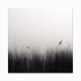 Reeds In The Mist Square Canvas Print