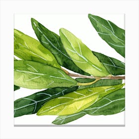 Olive Branch Watercolor Painting Canvas Print