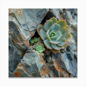 Stockcake Succulent On Rocks 1720412592 Canvas Print