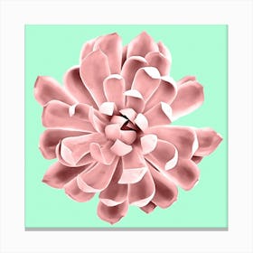 Pink Succulent Plant on Cyan Canvas Print