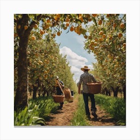 People Picking Oranges In An Orchard Canvas Print