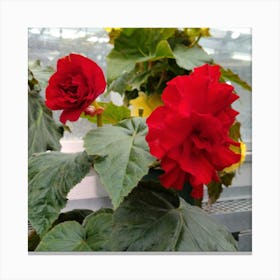 Begonias 13 Canvas Print