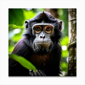 Black Endangered Nature Lowland Malaysia Mammal Buddhism Travel Beautiful Zoo Building Te (2) Canvas Print