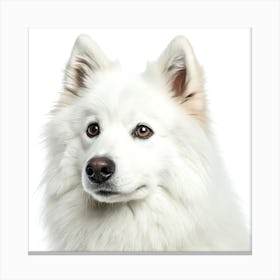 American Eskimo Dog Portrait Stampe su tela