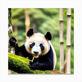 Panda Bear In The Forest 1 Canvas Print