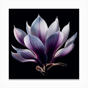 White Purple Magnolia Flower on Black Background Canvas Print