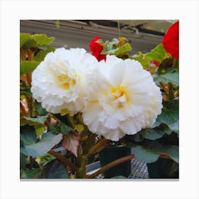 Begonia 34 Canvas Print