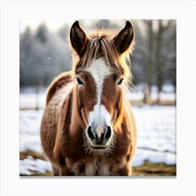 Horse Animal Grass Breeding Head Pasture Donkey Standing Farm Cute White Background Natu (7) Canvas Print