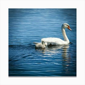 Swan Mother And Baby Canvas Print