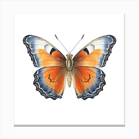 Butterfly 18 Canvas Print