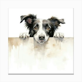 Border Collie 8 Canvas Print