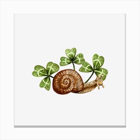 Snail With Clover Leaves Canvas Print